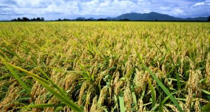 Ideal Climate for Rice Farming