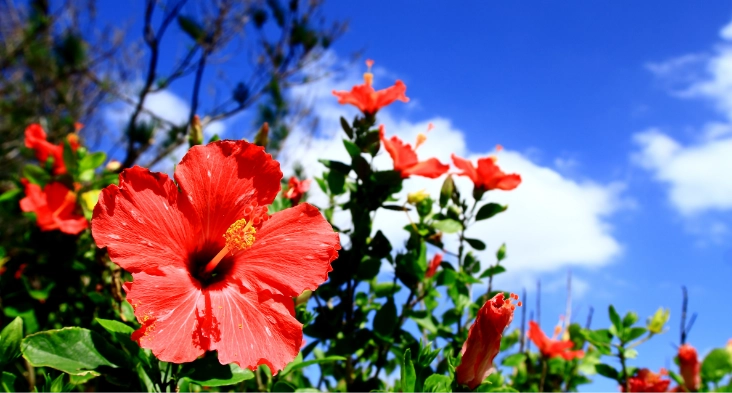 Ideal Climate for Spirit Aging