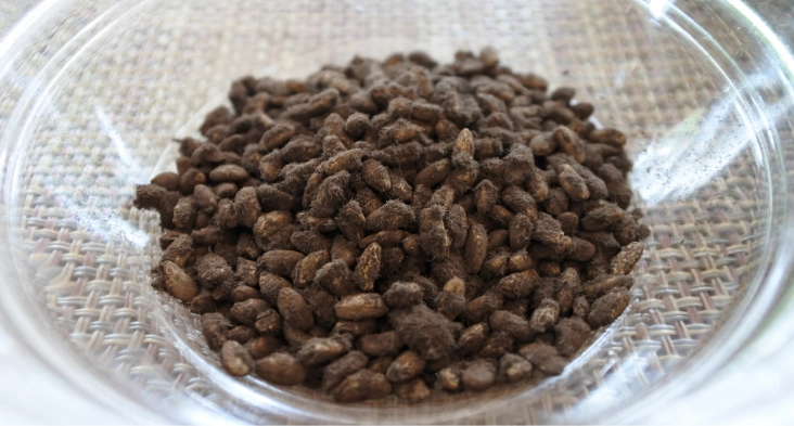 Black Koji and Unique Brewing Techniques